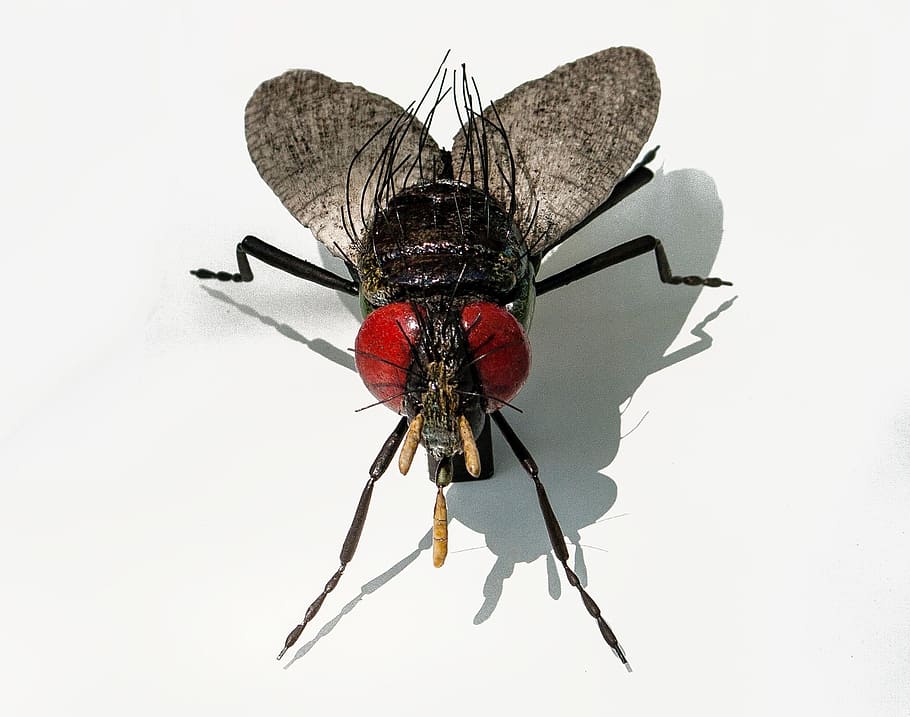 fly, insect, ceramic, art, invertebrate, animal themes, animal wildlife HD wallpaper