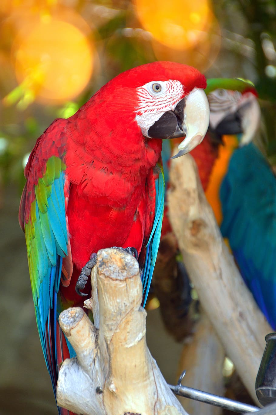 parrot by temperament, bird, tropic, nature, wingtip toys, wild world, HD wallpaper