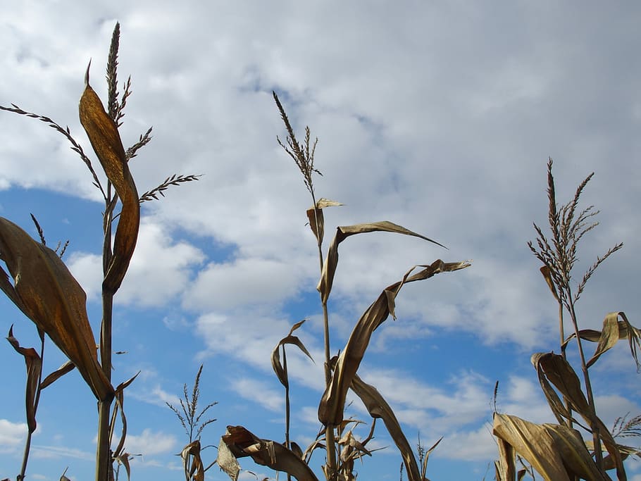 Corn, Field, Nature, Cornfield, sky, agriculture, sun, fodder maize, HD wallpaper