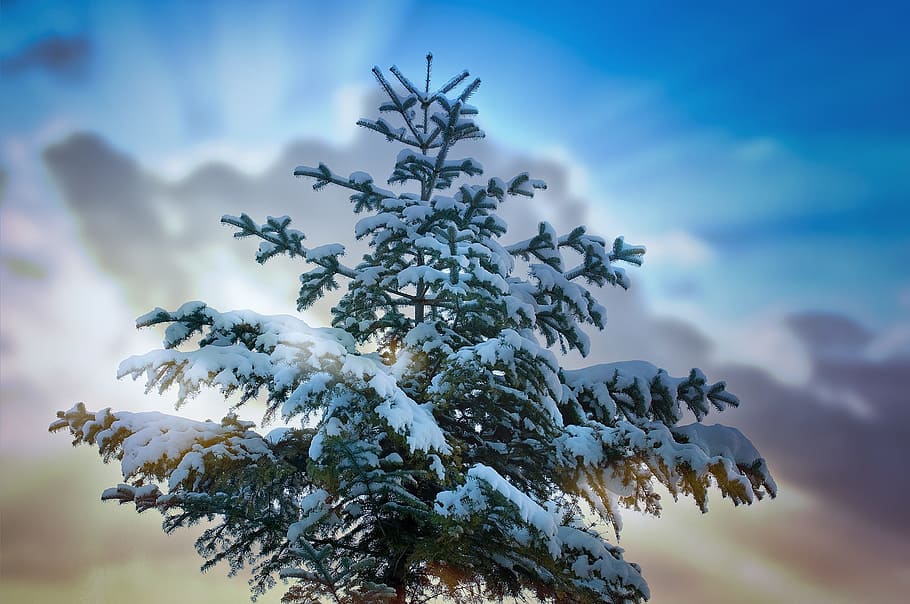 low angle of snow covered tree, tree top, conifer, winter, snowy HD wallpaper