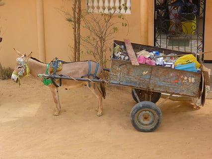 brown donkey with carriage near fence, garbage, transportation HD wallpaper