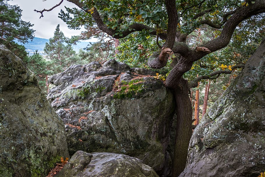 Oak, Rock, Devil'S Wall, Hiking, Resin, hike, sandstone rocks HD wallpaper