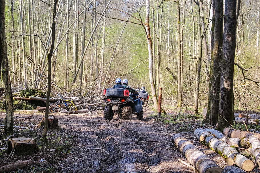 atvs, rover, forest, trip, ride, off-road, summer, entertainment HD wallpaper