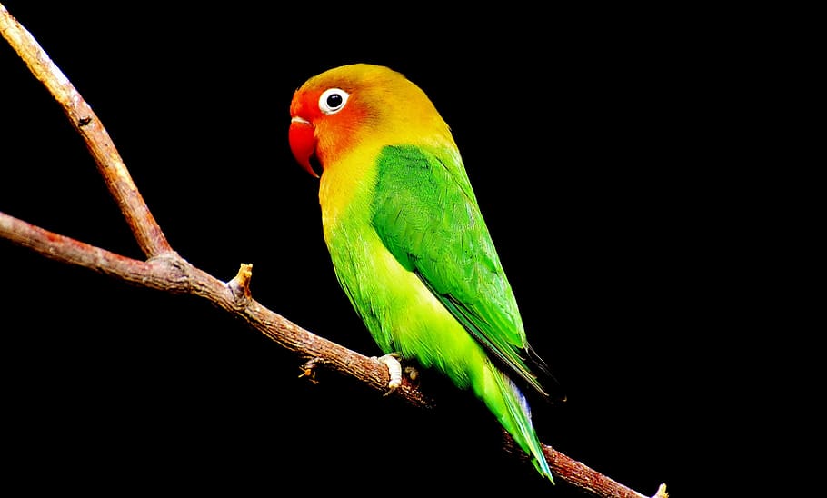 green and red parakeet fetching on tree, beak, green bird, parrot, HD wallpaper