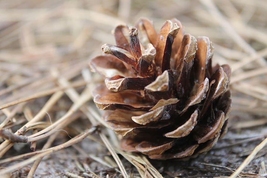 pinecone, nature, autumn, tree, forest, close-up, no people HD wallpaper