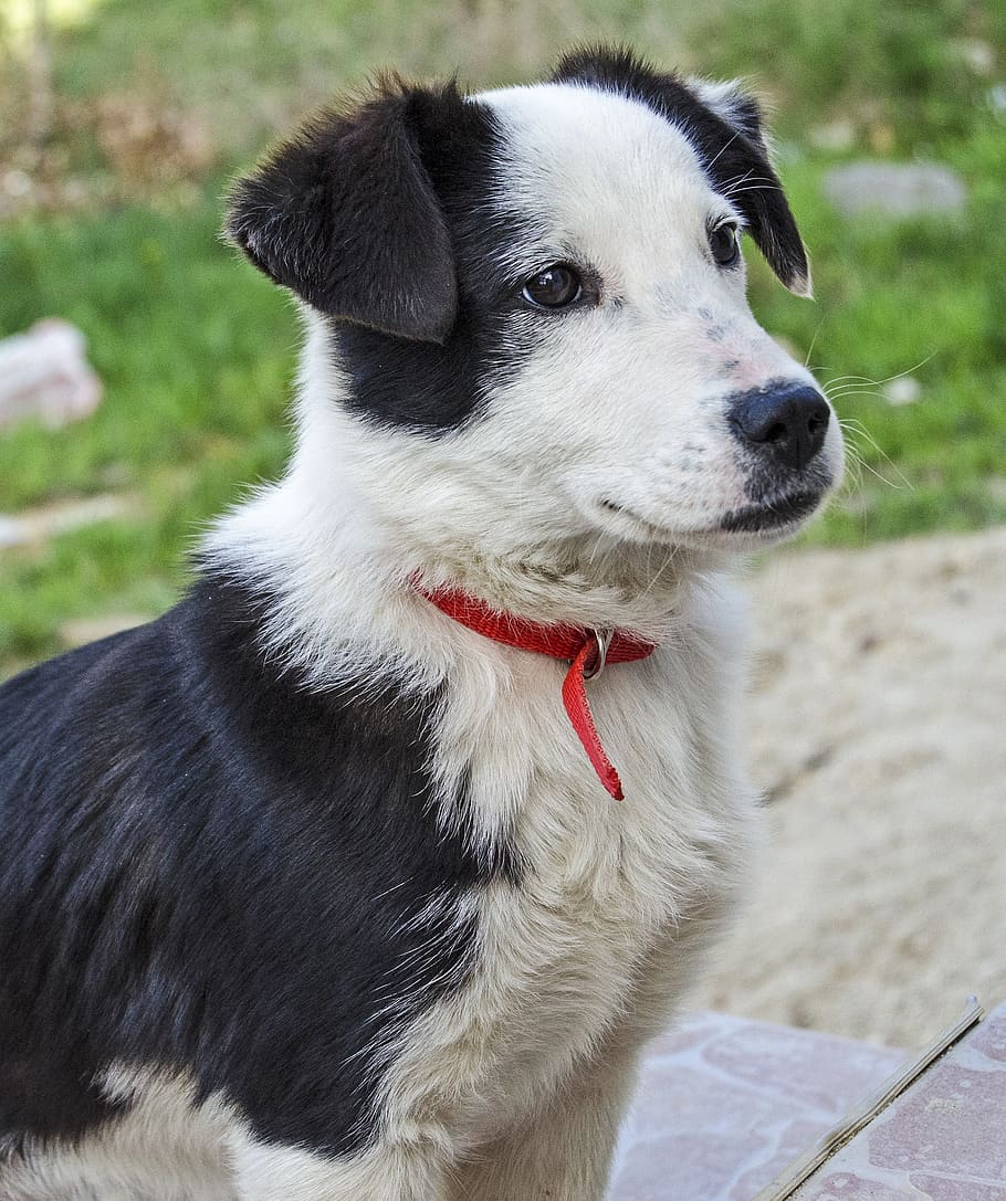 puppy, dog, sheep, black and white, red collar, bulgaria, village, HD wallpaper