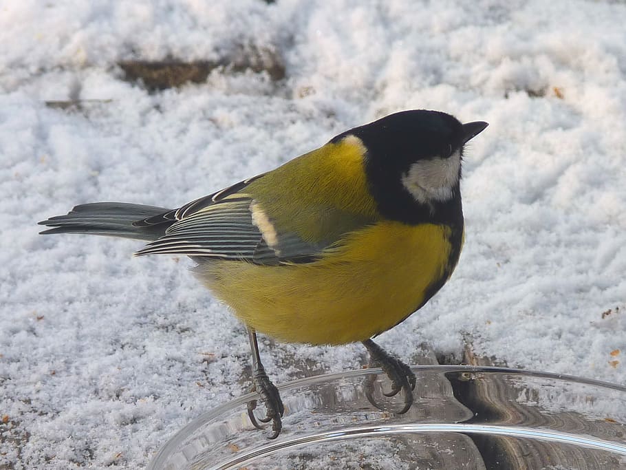 tit, winter, bird, bird seed, food, animal, songbird, claws out HD wallpaper