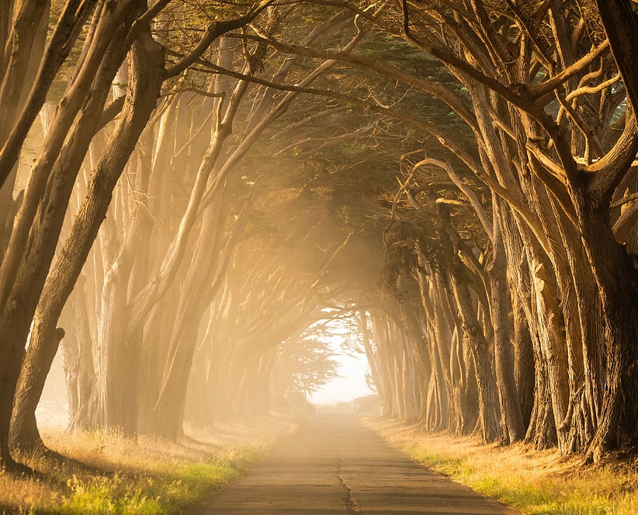 empty street in between of tall trees during golden hour, gray concrete pathway HD wallpaper