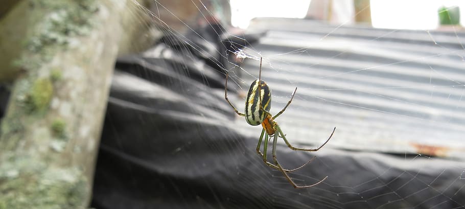 insect, spider, macro, arachnid, invertebrate, close-up, one animal HD wallpaper