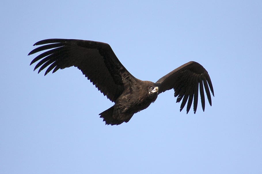 nature, eagle, wing, sky, flying, animal wildlife, animals in the wild HD wallpaper