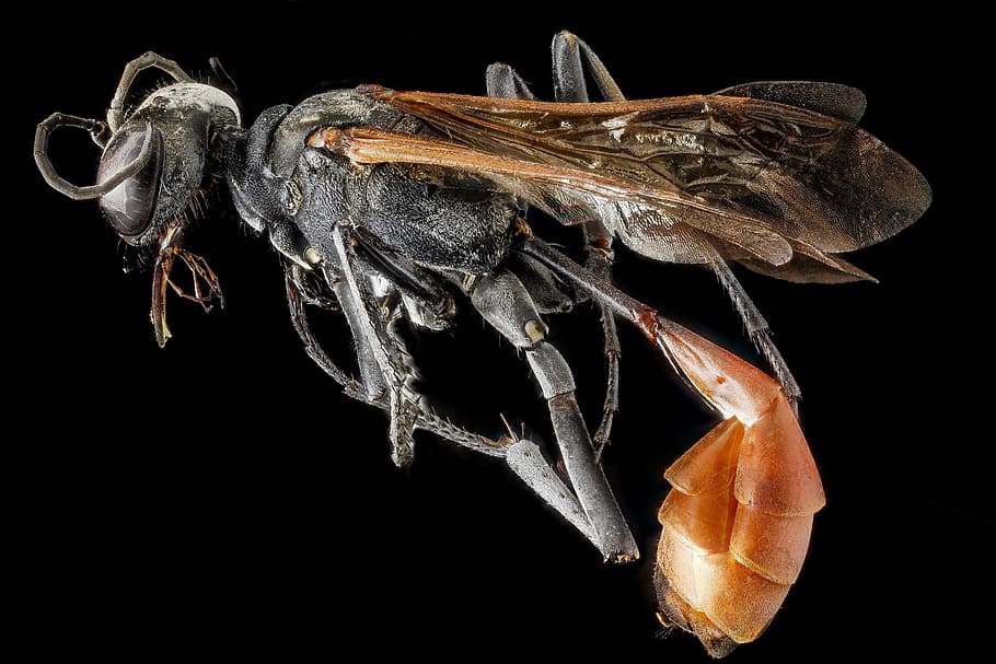 thread-waisted wasp, mounted, wings, profile, sand wasp, slender HD wallpaper