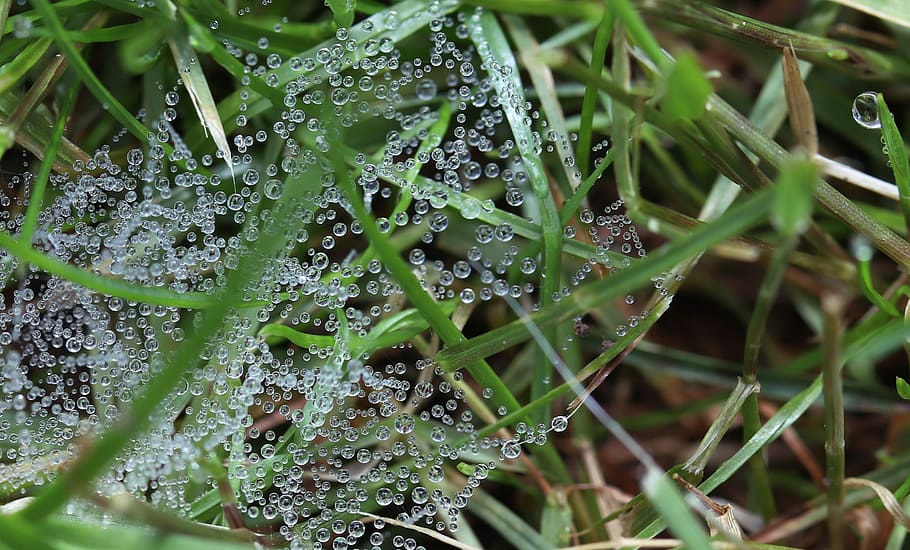 close-up photography of green grass with coweb dew, drip, cobweb HD wallpaper