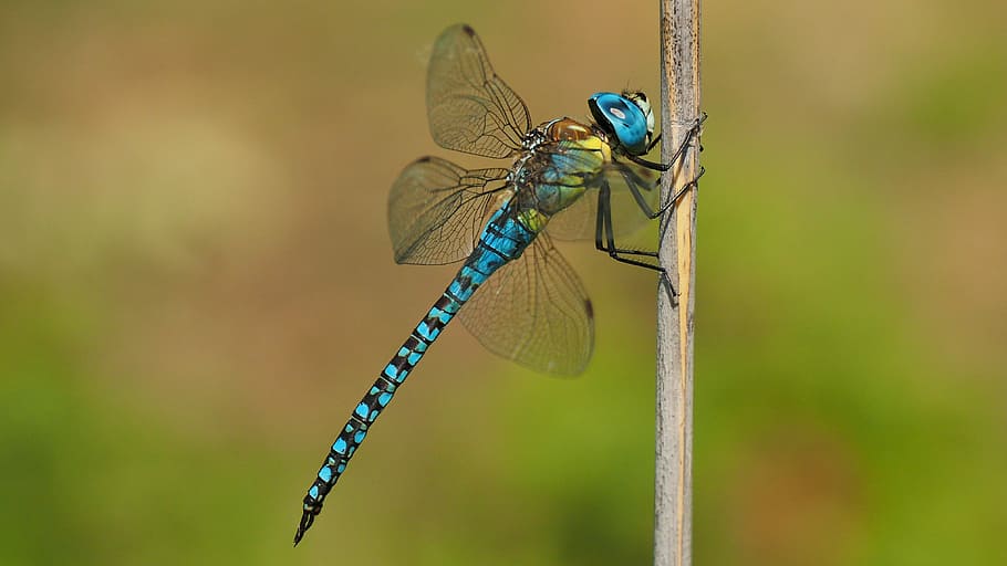 blue and yellow dragon perching on brown stick, Nature, Insects HD wallpaper