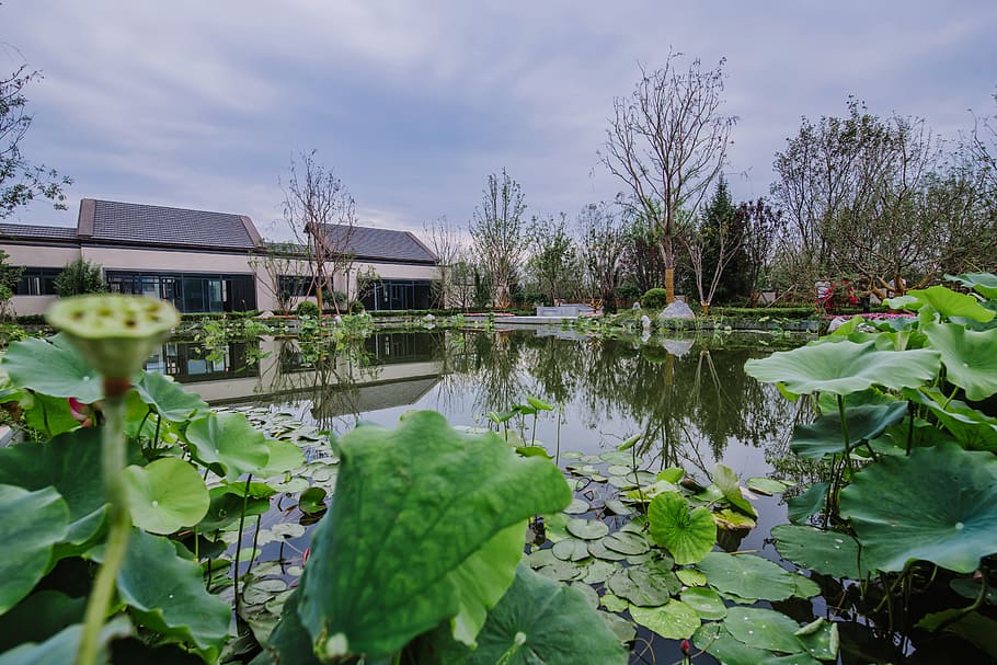 pond, villa, demonstration area, plant, water, leaf, plant part HD wallpaper