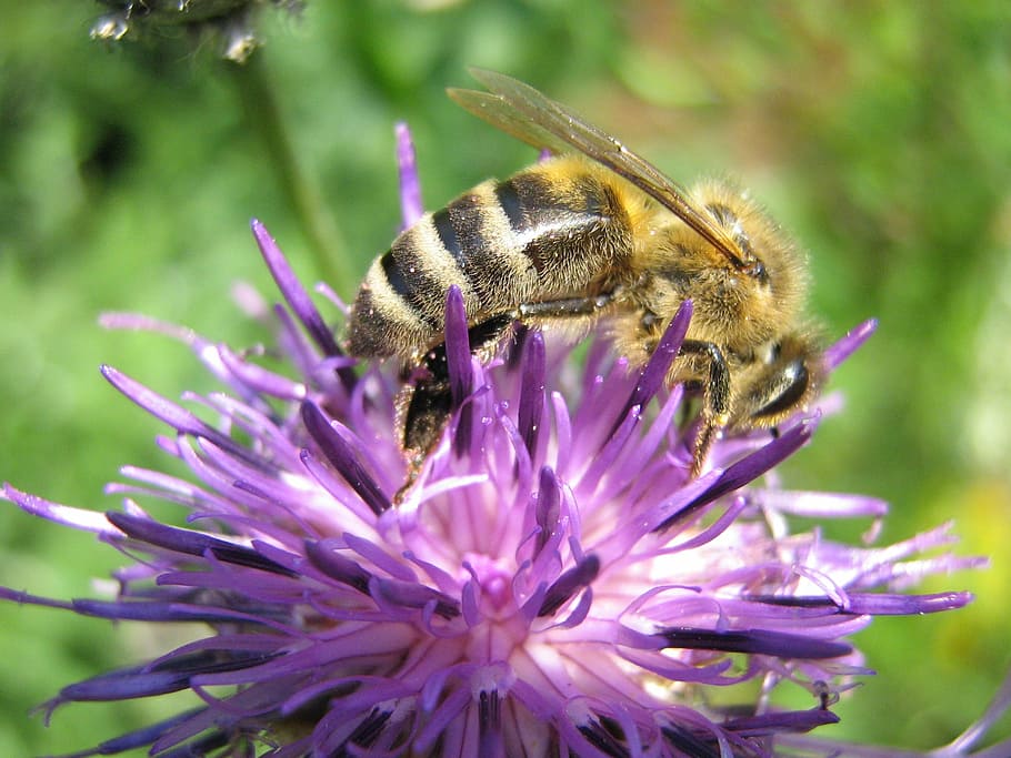 bee, blossom, bloom, nectar, insect, sprinkle, nature, flower HD wallpaper