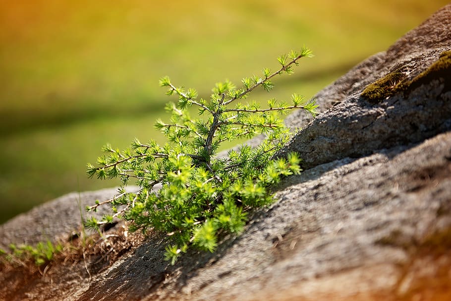 pine, tree, bäumchen, rock, stone, nature, close, outdoors HD wallpaper