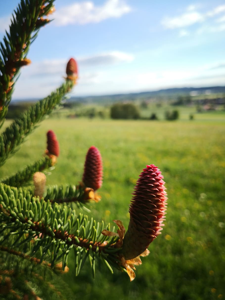 tree, nature, conifer, pine, fir tree, plant, growth, beauty in nature HD wallpaper