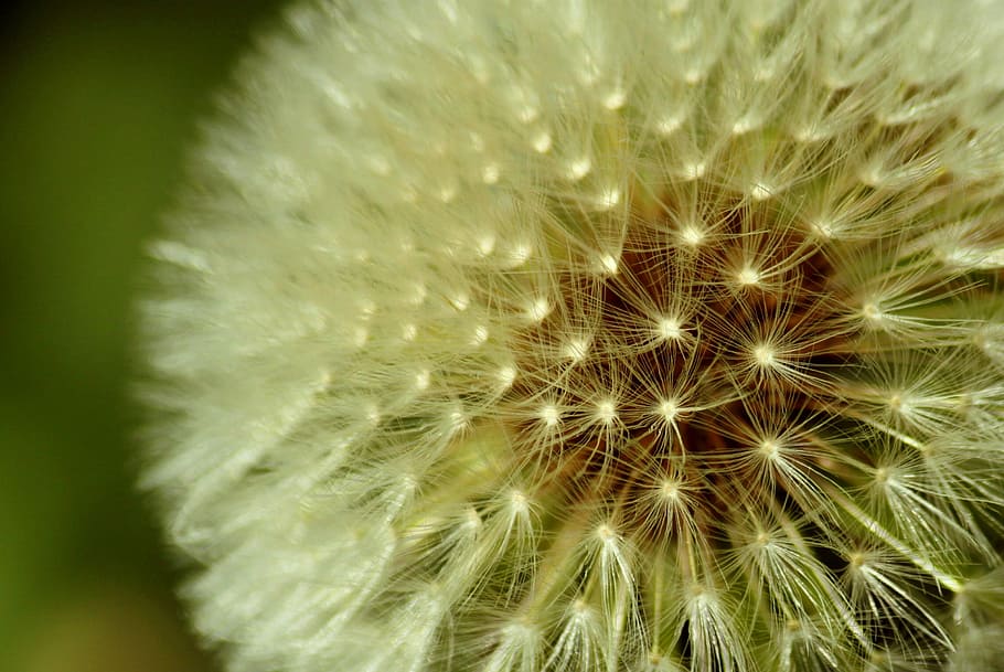 dandelion, spring, meadow, plant, flower, nature, white, green HD wallpaper