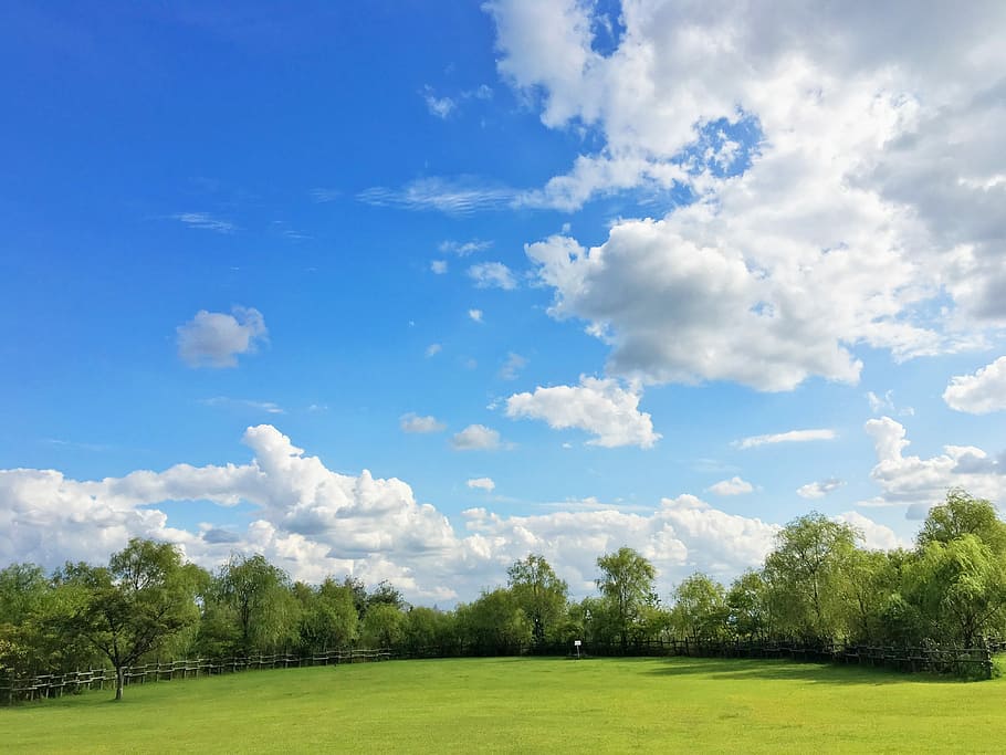 tall tress under cloudy sky, Grass, Wood, Meadow, Field, landscape HD wallpaper