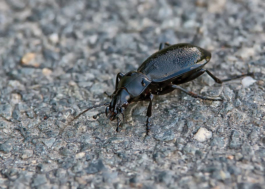 beetle, insect, forest, nature, macro, close, animal, panzer HD wallpaper
