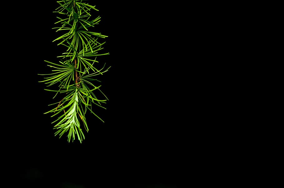 tree, night, light, nature, dark, evening, outdoor, forest HD wallpaper