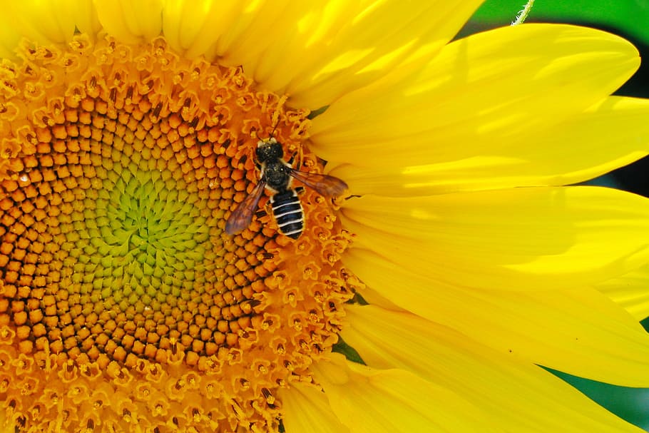 sunflower, bee, pollinate, insect, pollination, nature, pollinating HD wallpaper