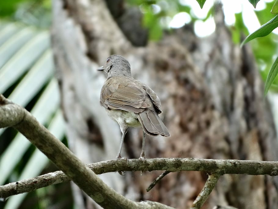 Bird, Nature, Freedom, animal wildlife, animals in the wild HD wallpaper
