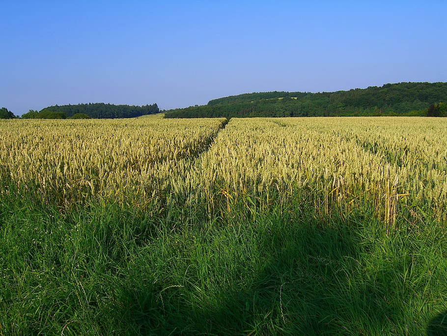 field, landscape, arable, nature, agriculture, rural Scene HD wallpaper