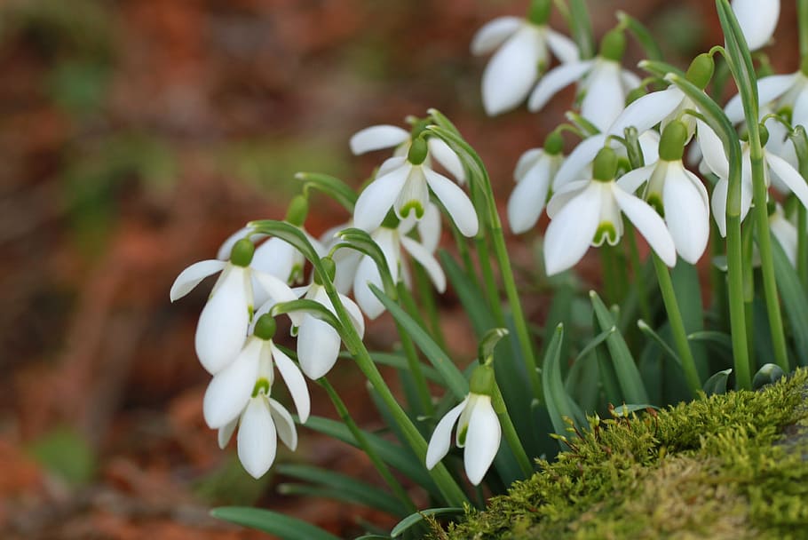 Snowdrop, Spring, Flower, Flower, spring flower, white, bloom HD wallpaper