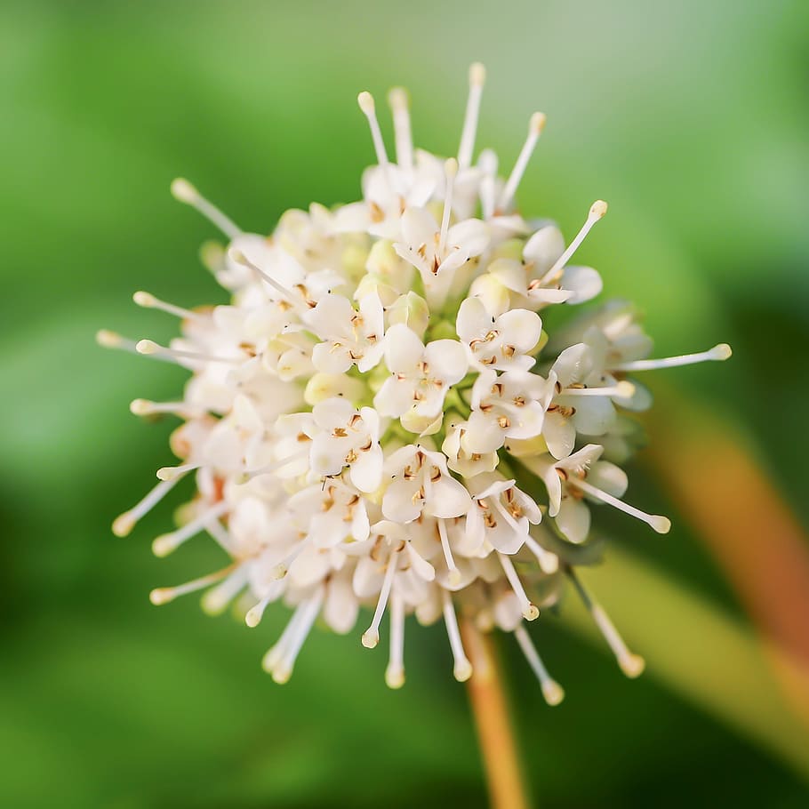nature, petals, flower, bloom, blossom, buttonbush, Cephalanthus occidentalis HD wallpaper