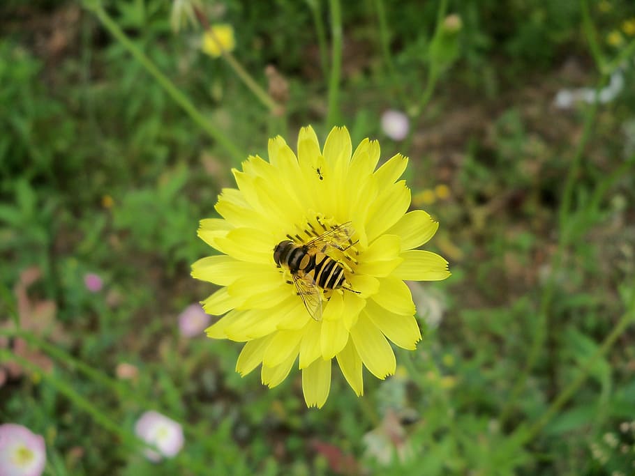 hoverfly, flower, dandelion, nature, spring, summer, garden HD wallpaper