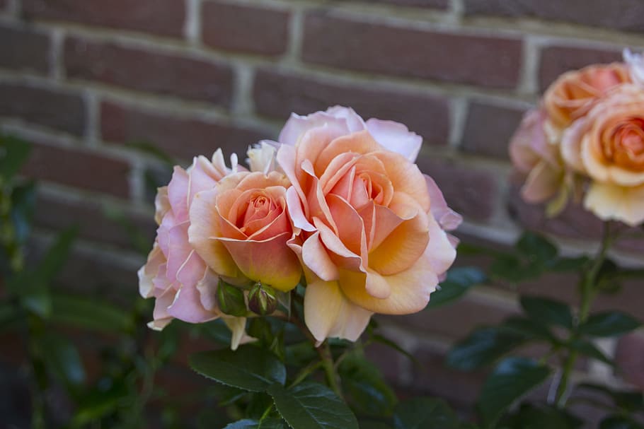 Flower, Blossom, Bloom, Nature, rose, rose blooms, petal, flower head HD wallpaper