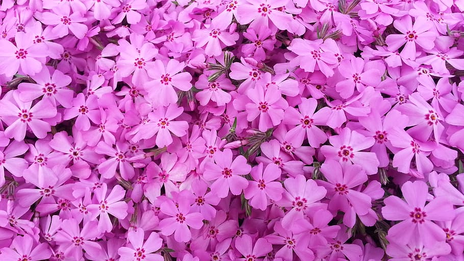 flowers, pink, spring, plants, nature, backgrounds, summer HD wallpaper