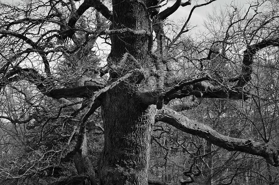 tree, aesthetic, old, black white, log, branches, bark, kahl, HD wallpaper