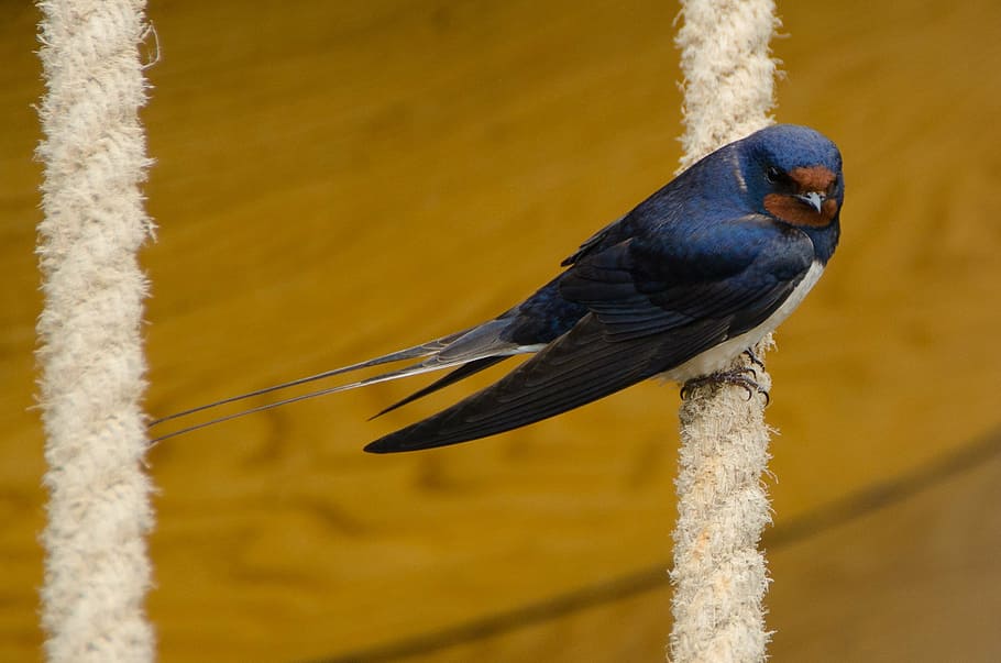 blue and white bird, swallow, sitting, rope, boat, harbor, nature HD wallpaper