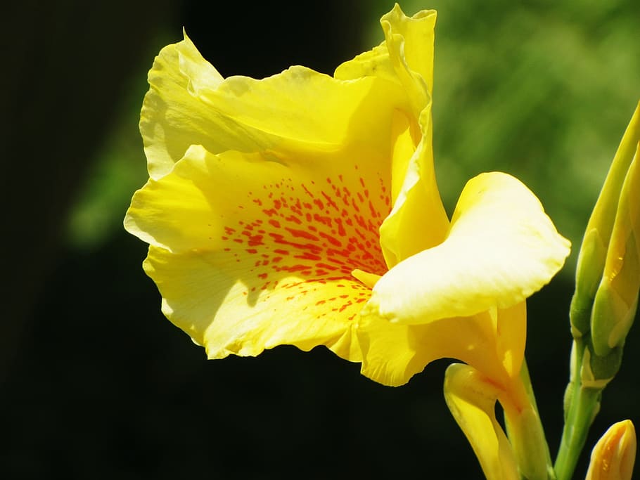 iris, flower, bloom, yellow, nature, beauty, plant, flowering plant HD wallpaper