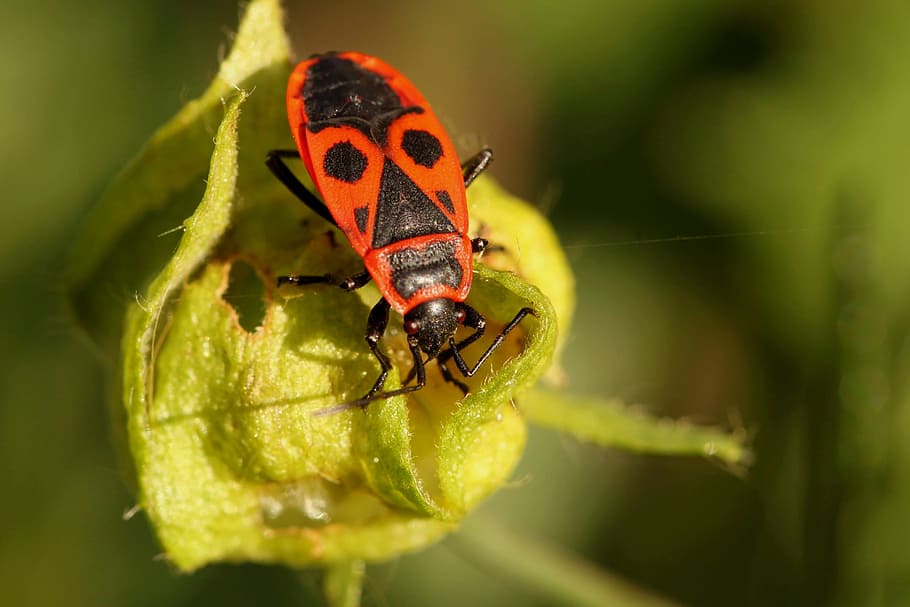 beetle, bug, fire bug, insect, insect macro, animal, close HD wallpaper