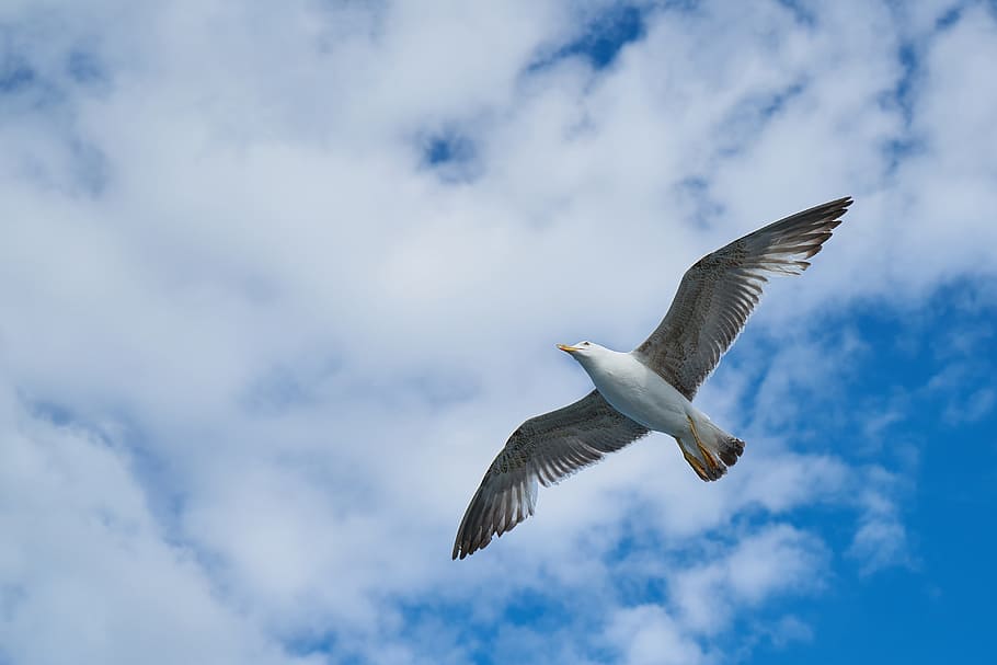 Seagull, Bird, Blue, Sky, Nature, landscape, animal, clouds HD wallpaper