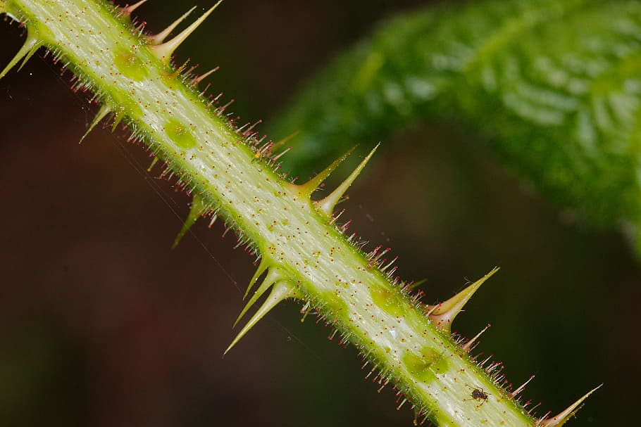 nature, plant, close, leaf, garden, cactus, wild, thorn, small HD wallpaper