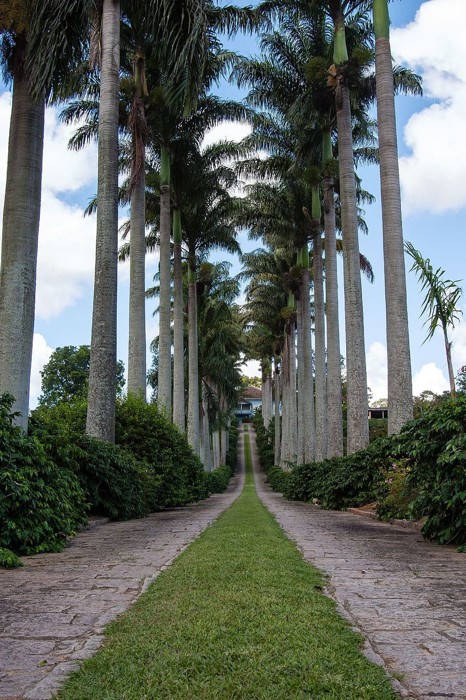 palms, trees, tropical, gardens, gardening, parks, flora, green HD wallpaper