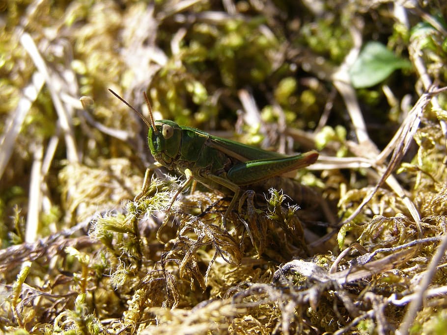 Grasshopper, Insect, Close, one animal, animal themes, animals in the wild HD wallpaper