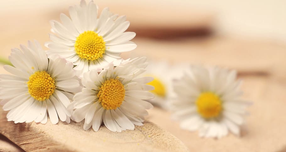 flowers, yellow, petals, blur, blooming, bright, chamomile, daisy HD wallpaper