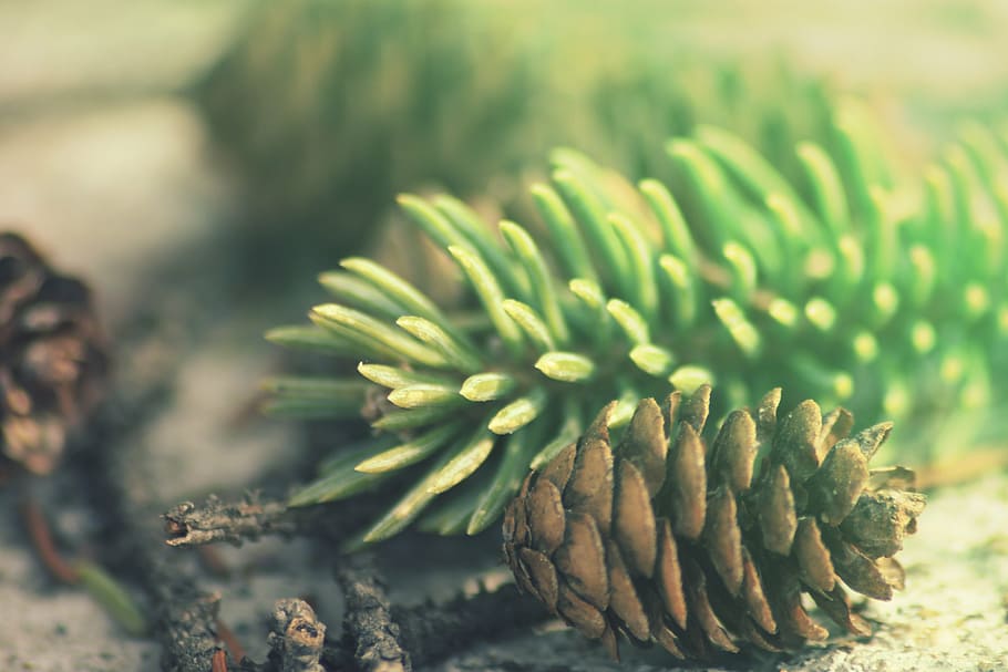 selective focus photography of acorn beside pine leaf, cone HD wallpaper