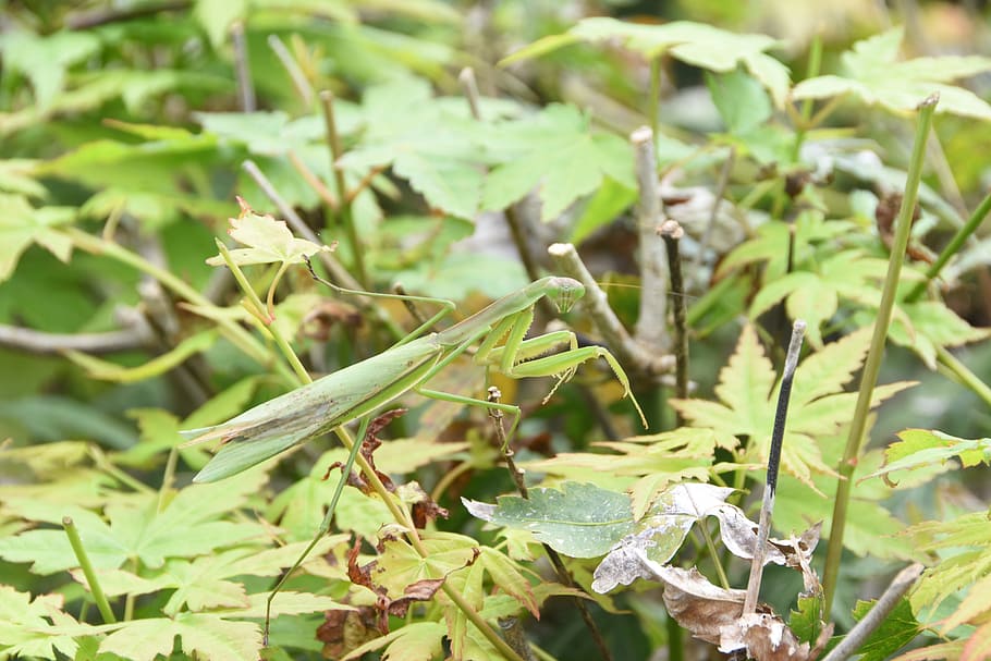 insects, mantis, nature, abstract, wipes, growth, leaf, plant part HD wallpaper