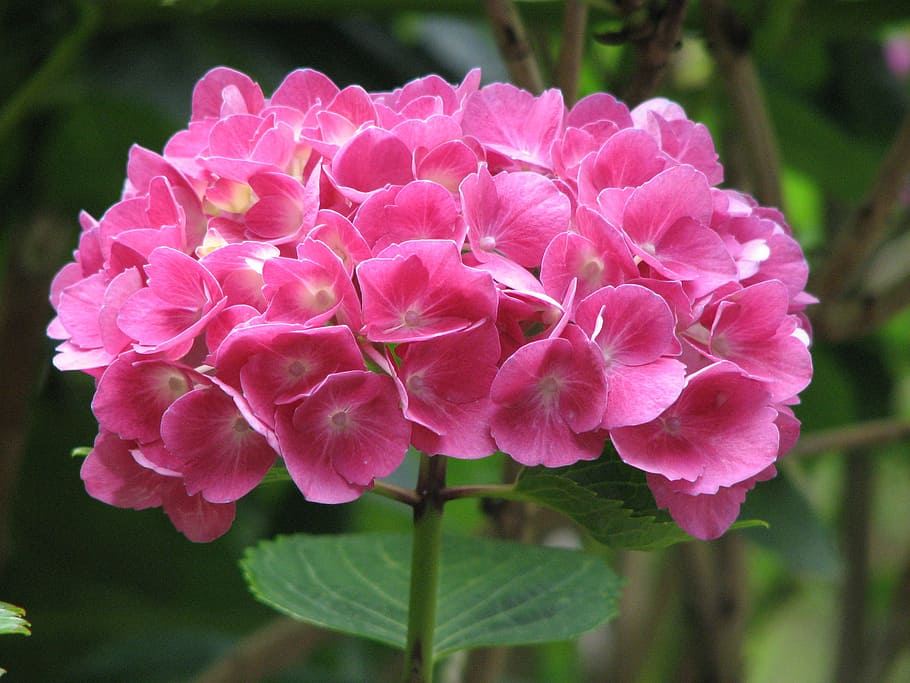 pink flowers, hydrangea, bloom, grow, green, nature, garden HD wallpaper