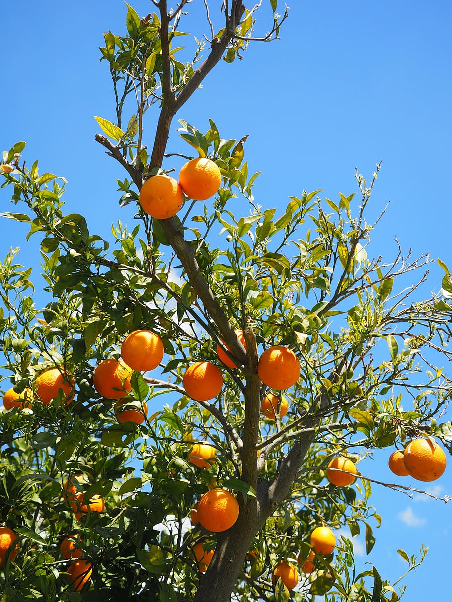oranges, fruits, orange tree, citrus fruits, leaves, aesthetic