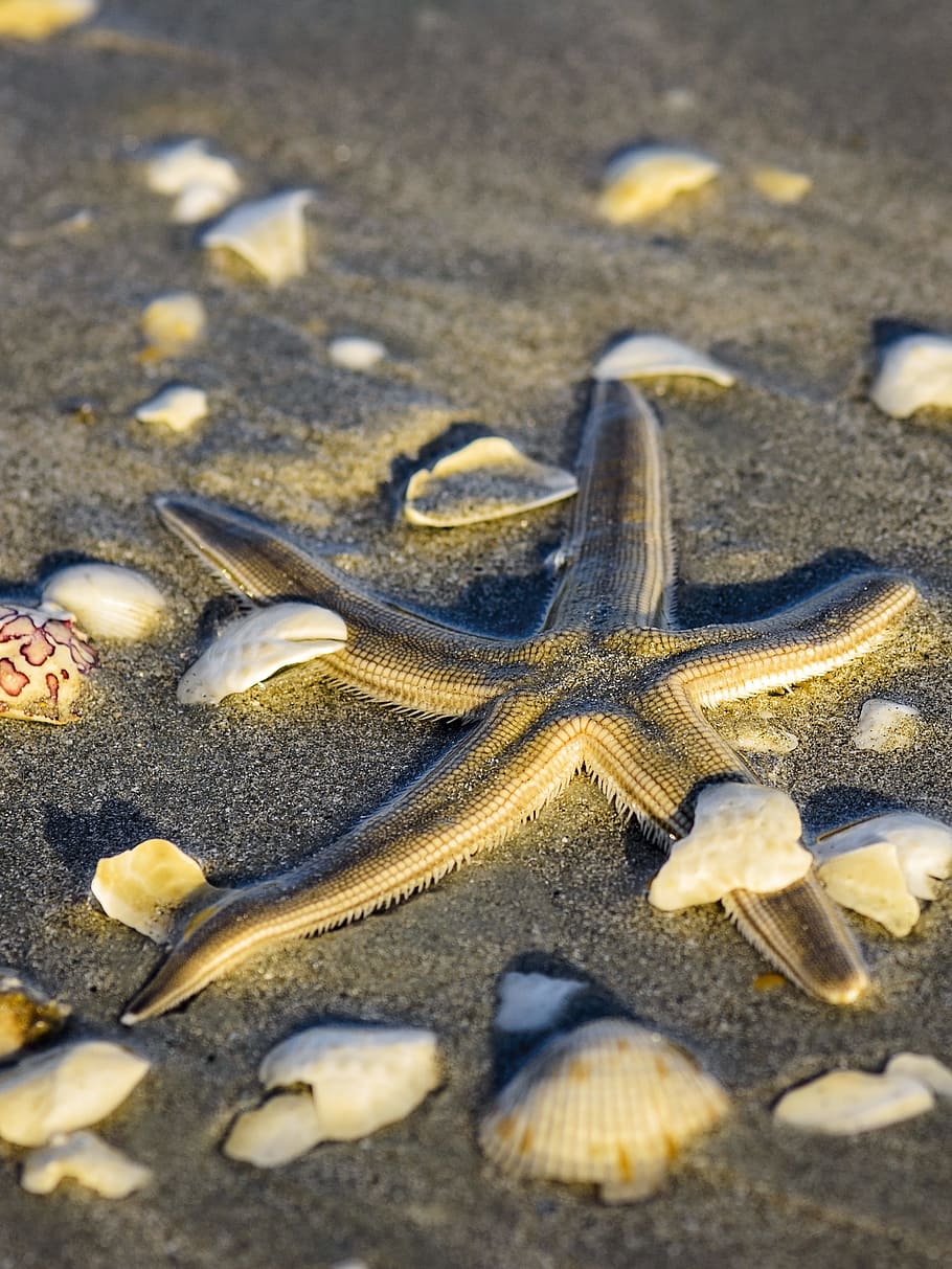 starfish on sand, Star, Fish, Shells, beach, tropical, marine, HD wallpaper