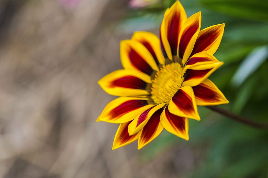 flower, closeup, nature, spring, plant, bloom, blossom, garden HD wallpaper