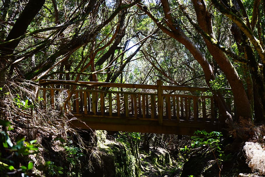 Web, Bridge, Forest, Trail, Away, Path, tenerife, anaga landschaftspark HD wallpaper