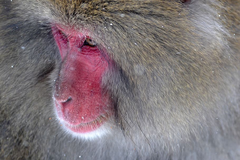 baboon, primate, ape, face, monkey, wildlife, animal, mammal HD wallpaper